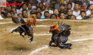 Tổng quan về đá gà suncity
